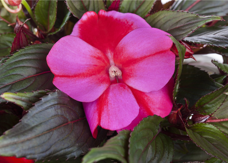 Impatiens Neu-Guinea- Hybr. T 11