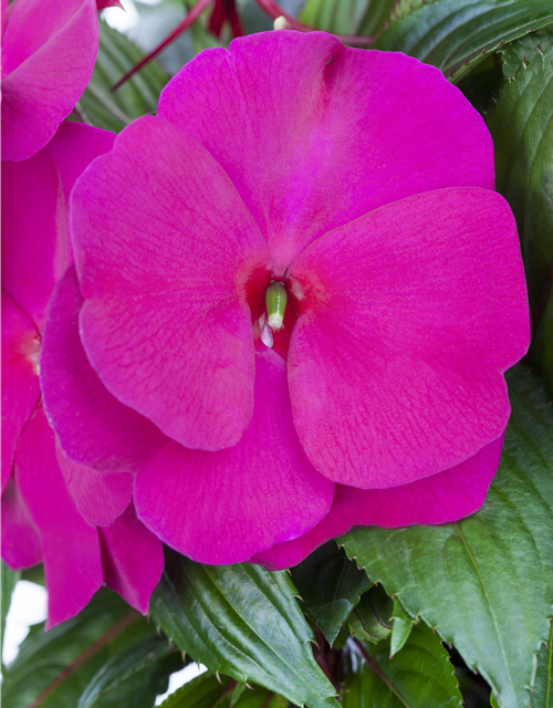 Impatiens Neu-Guinea- Hybr. T 11
