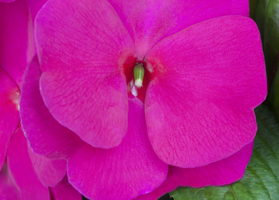 Impatiens Neu-Guinea- Hybr. T 11