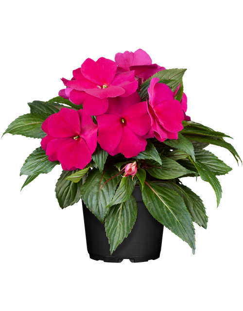 Impatiens Neu-Guinea- Hybr. T 11