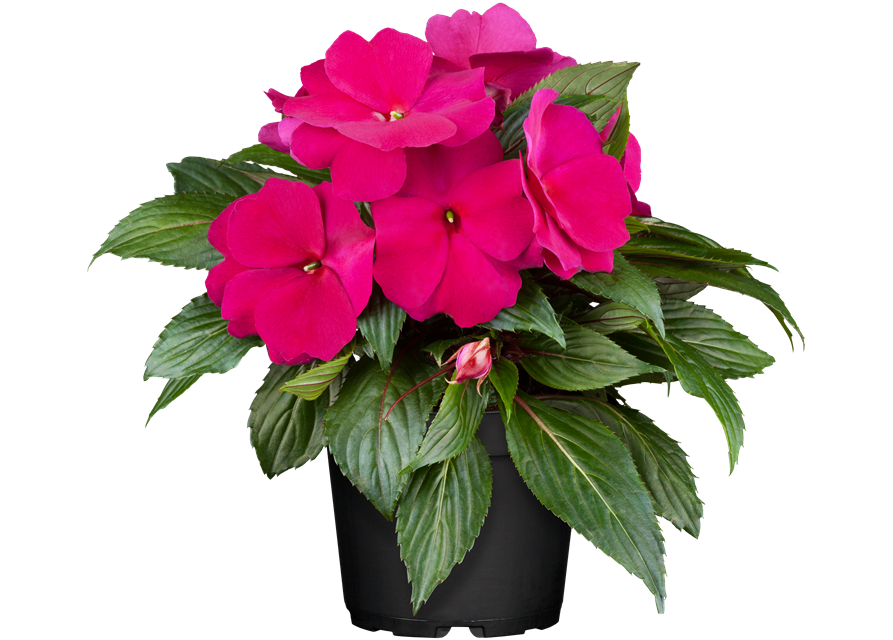 Impatiens Neu-Guinea- Hybr. T 11