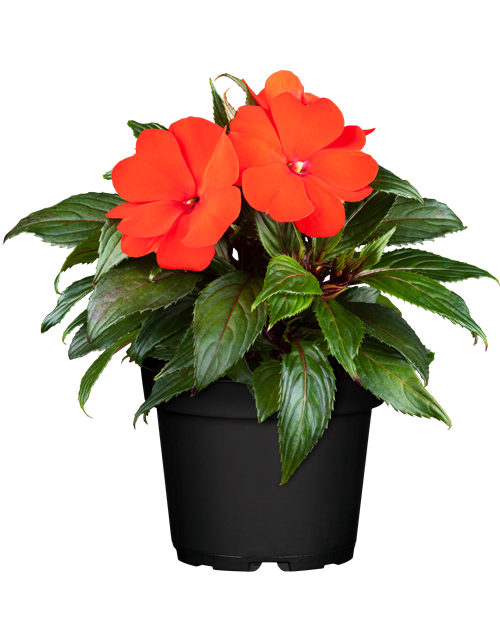 Impatiens Neu-Guinea- Hybr. T 11