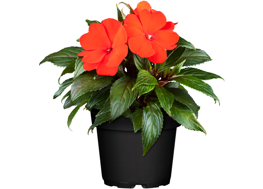 Impatiens Neu-Guinea- Hybr. T 11