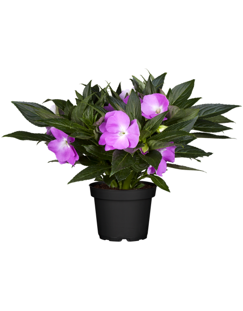 Impatiens Neu-Guinea- Hybr. T 11