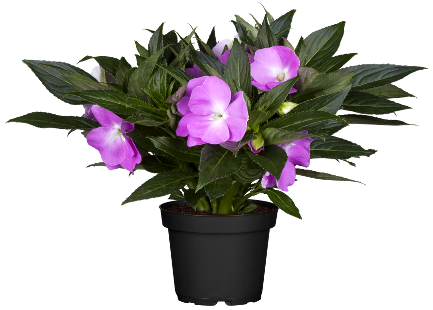 Impatiens Neu-Guinea- Hybr. T 11