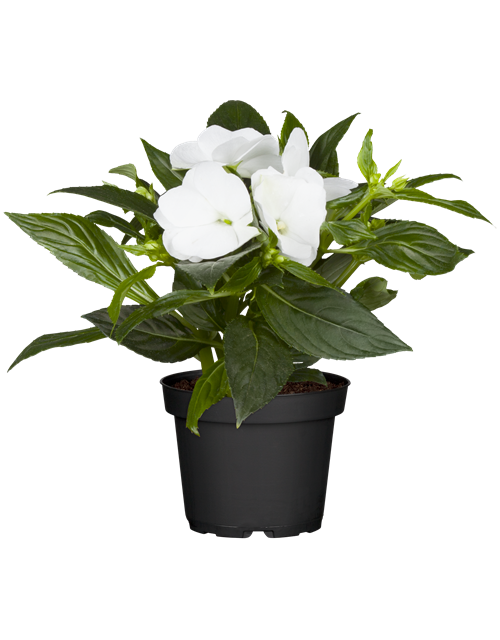 Impatiens Neu-Guinea- Hybr. T 11