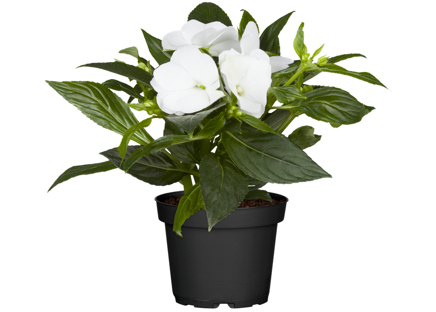 Impatiens Neu-Guinea- Hybr. T 11