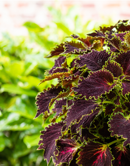 Solenostemon-Hybride