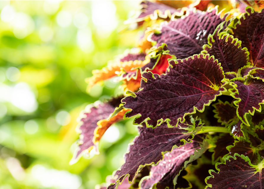 Solenostemon-Hybride