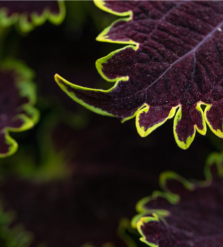 Solenostemon-Hybride