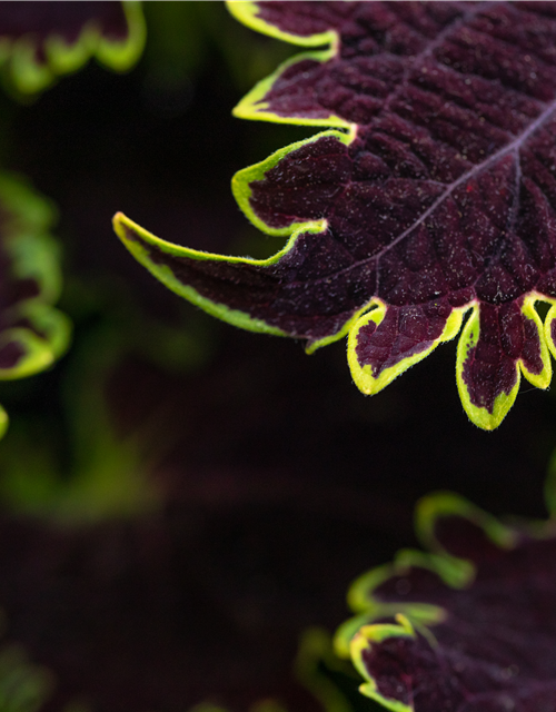 Solenostemon-Hybride