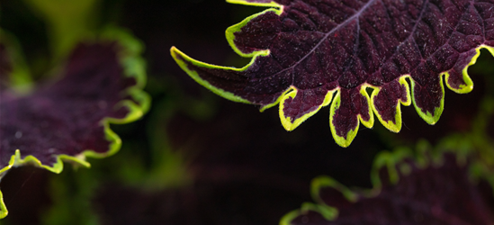 Solenostemon-Hybride