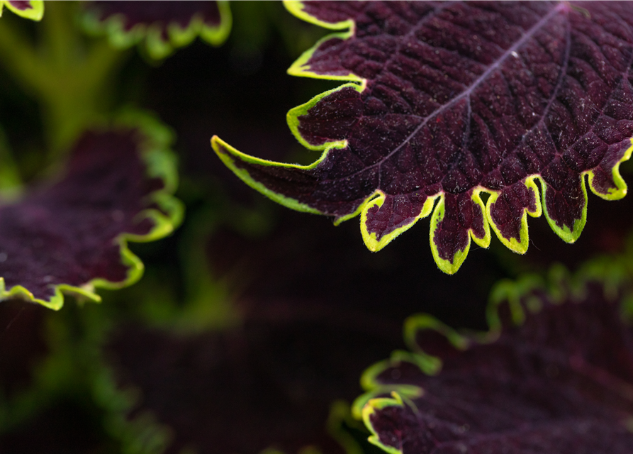 Solenostemon-Hybride