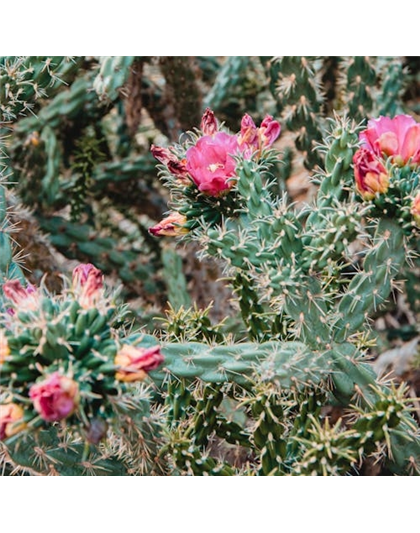 05.06 und 06.06 Dresdner Kakteenausstellung 