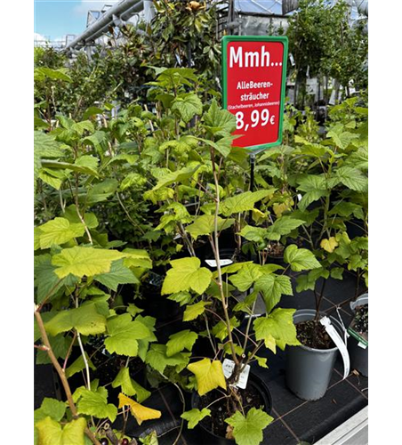30% auf Beerensträucher