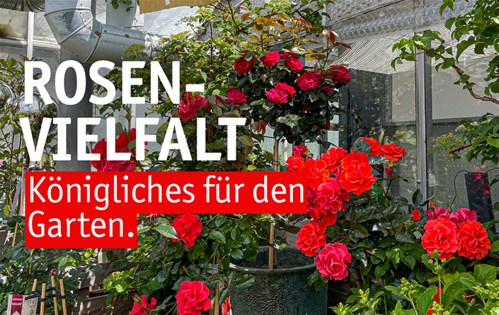 Aktuelles Website-13-Rosenvielfalt.png