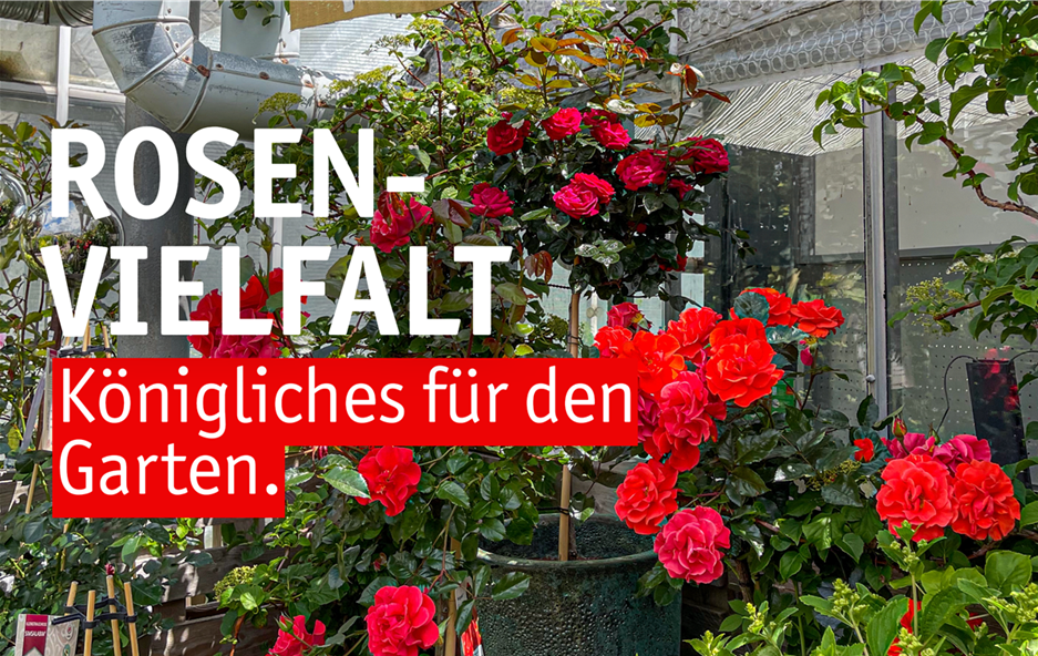 Aktuelles Website-13-Rosenvielfalt.png