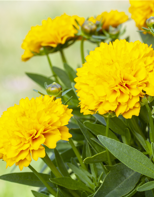 Coreopsis grabdiflorum