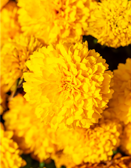 Coreopsis grabdiflorum