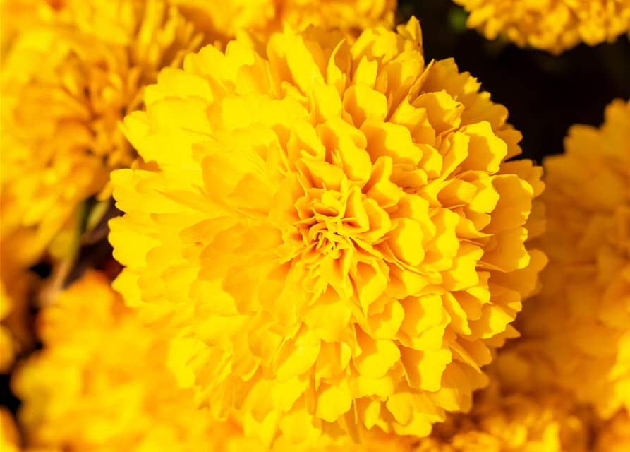 Coreopsis grabdiflorum