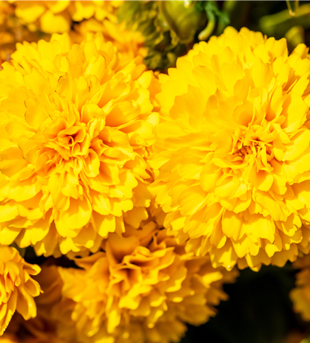 Coreopsis grabdiflorum