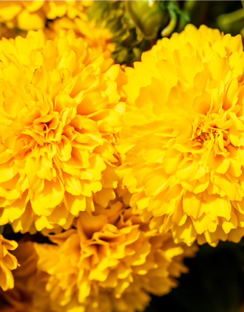 Coreopsis grabdiflorum