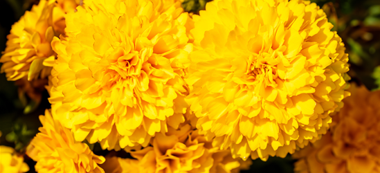 Coreopsis grabdiflorum