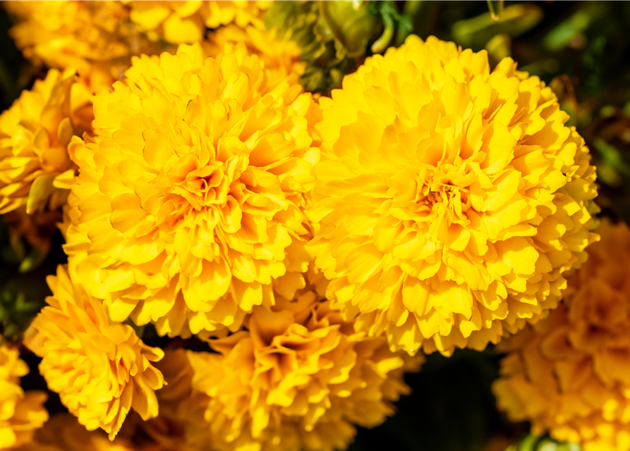 Coreopsis grabdiflorum