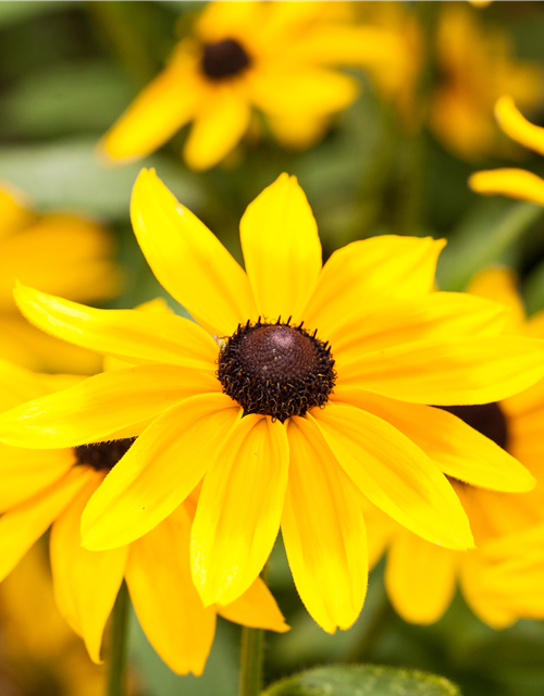 Rudbeckia / Sunbeckia