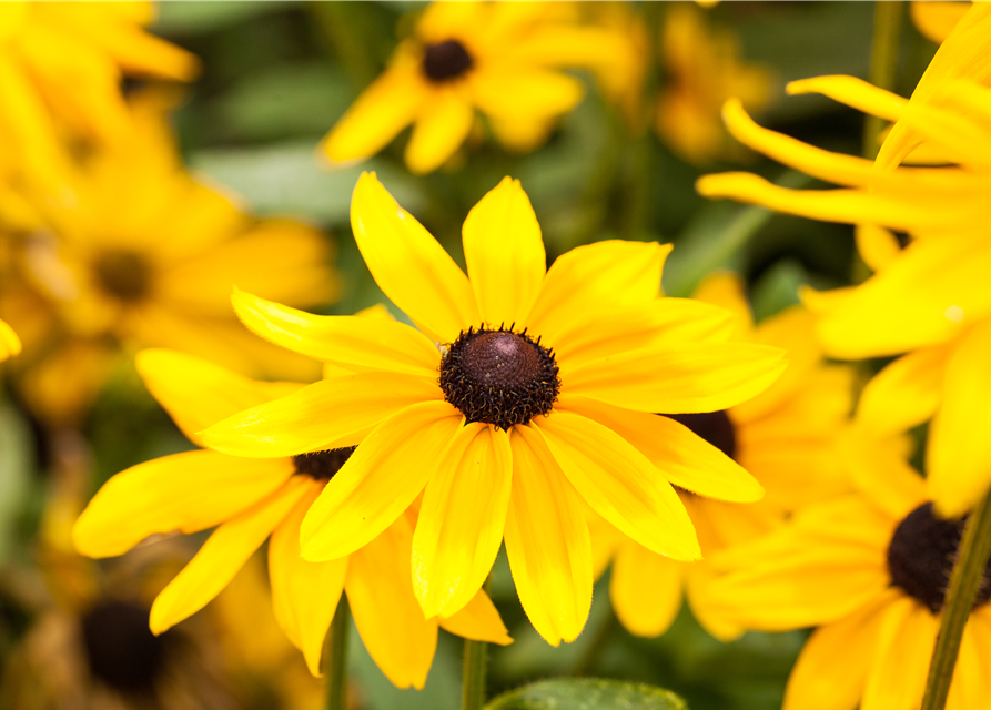 Rudbeckia / Sunbeckia