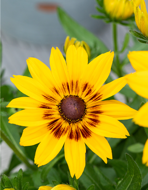Rudbeckia / Sunbeckia