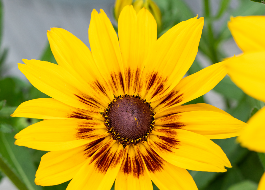 Rudbeckia / Sunbeckia