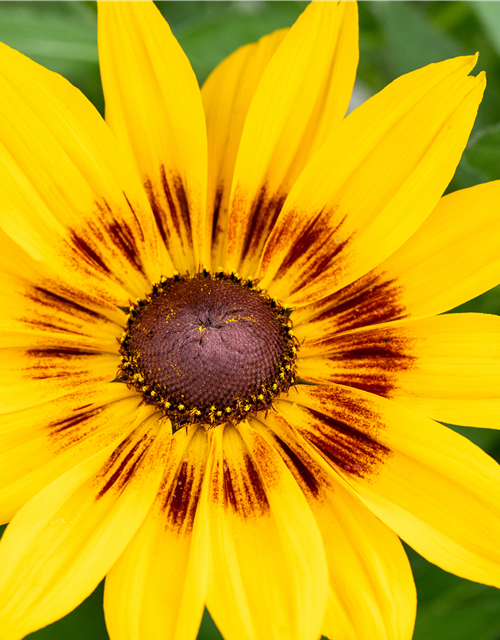 Rudbeckia / Sunbeckia