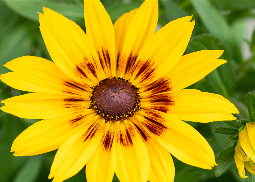 Rudbeckia / Sunbeckia