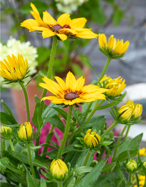 Rudbeckia / Sunbeckia