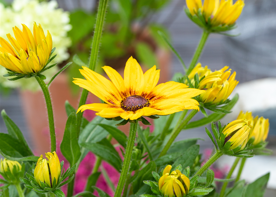 Rudbeckia / Sunbeckia
