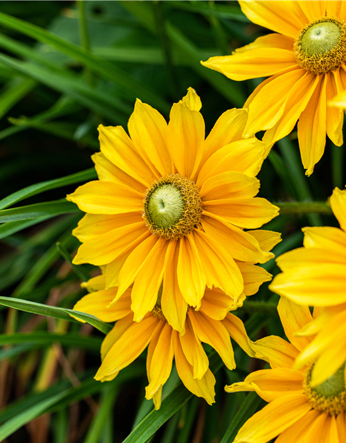Rudbeckia / Sunbeckia