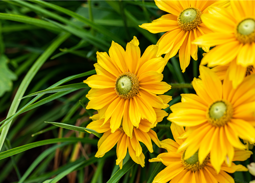 Rudbeckia / Sunbeckia