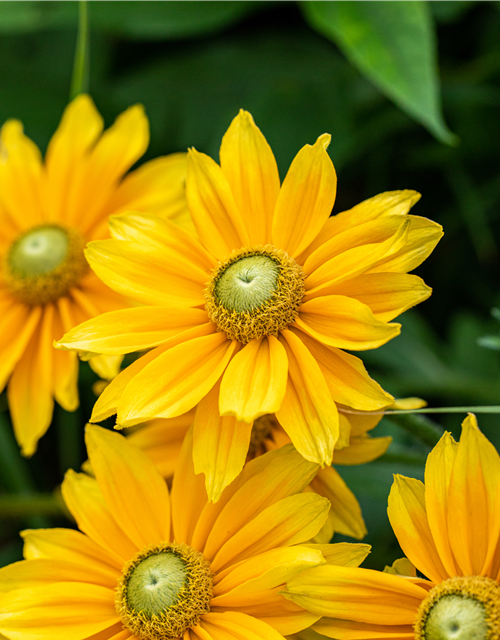 Rudbeckia / Sunbeckia