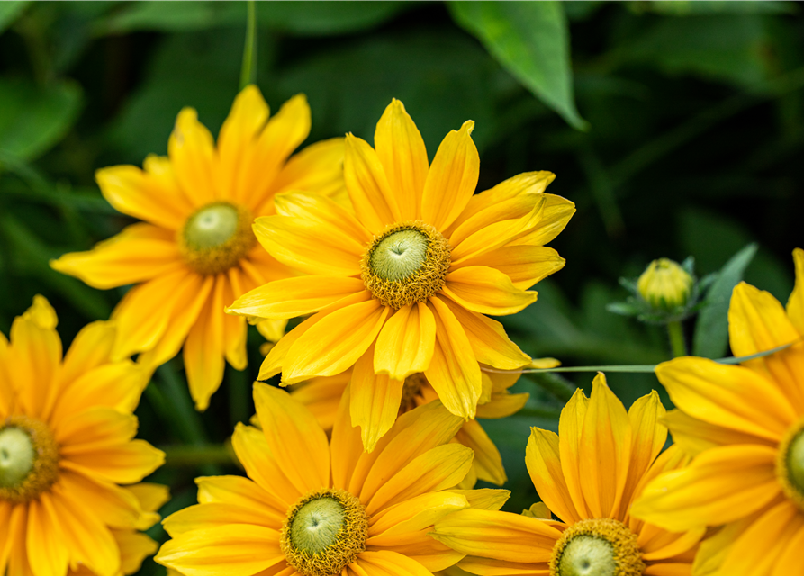 Rudbeckia / Sunbeckia