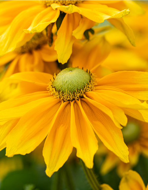 Rudbeckia / Sunbeckia