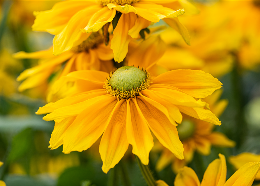 Rudbeckia / Sunbeckia