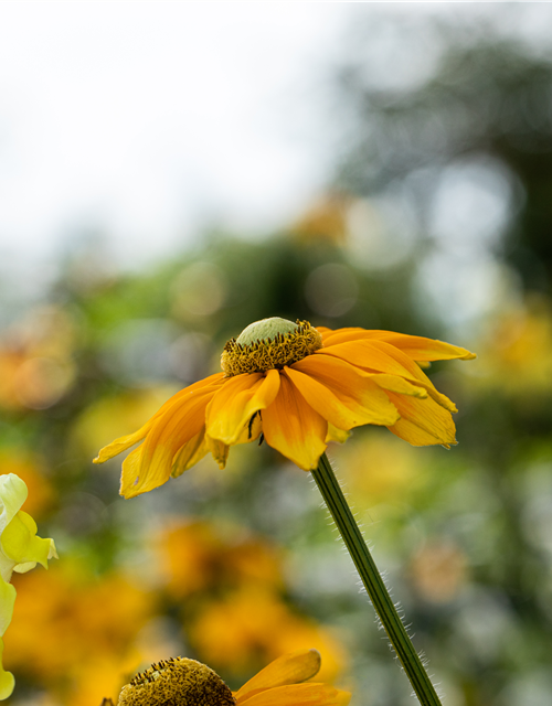 Rudbeckia / Sunbeckia