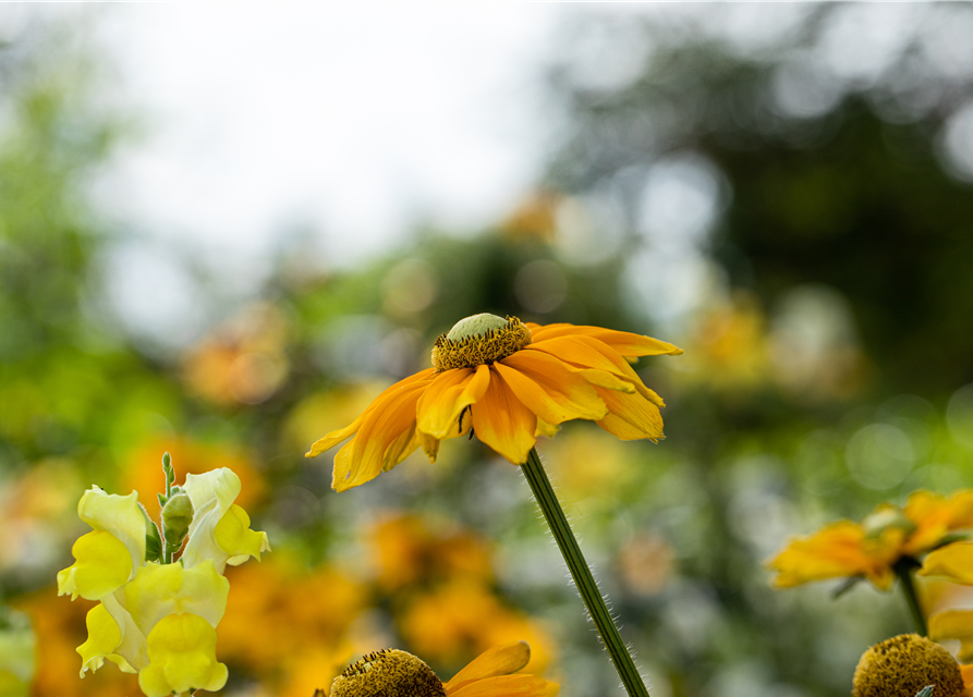 Rudbeckia / Sunbeckia