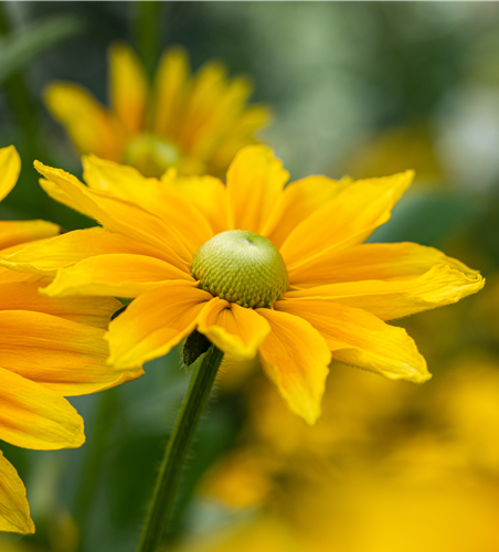 Rudbeckia / Sunbeckia