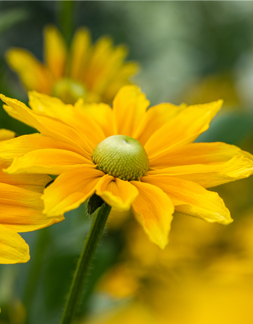 Rudbeckia / Sunbeckia