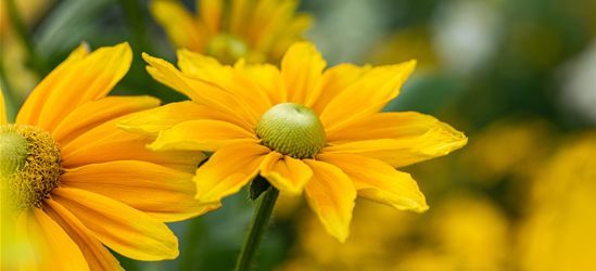 Rudbeckia / Sunbeckia