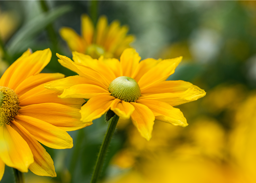 Rudbeckia / Sunbeckia