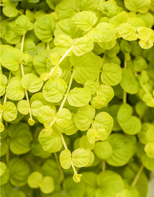Lysimachia 