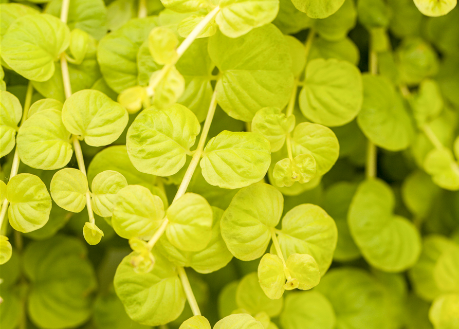Lysimachia 